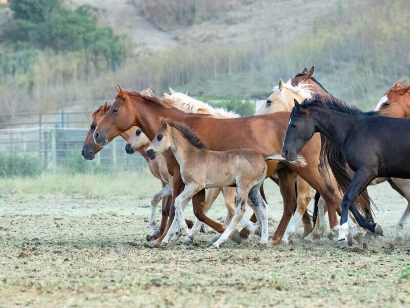 Mares, foals and weanlings