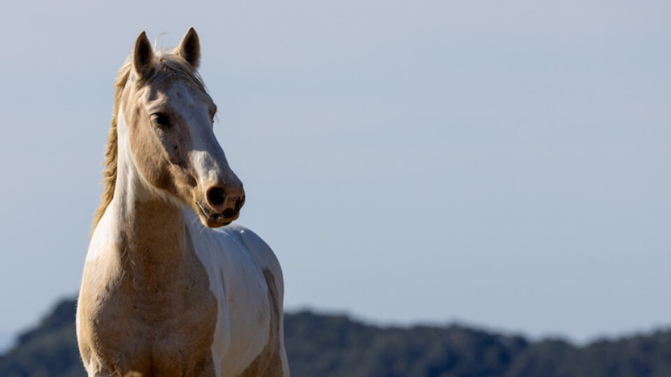 Return to Freedom Wild Horse Conservation & Sanctuary