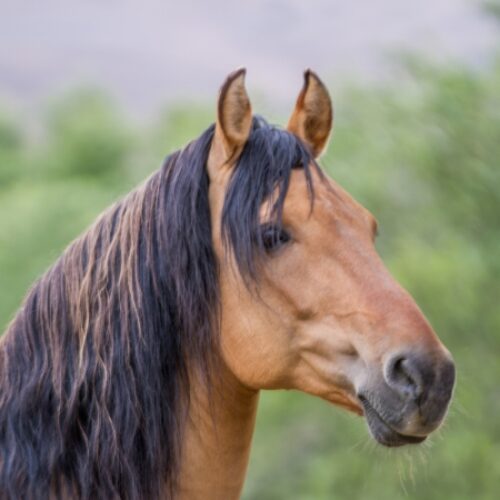 Spirit: An American Icon