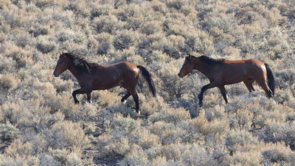 22941579076_d0b7f89476_c