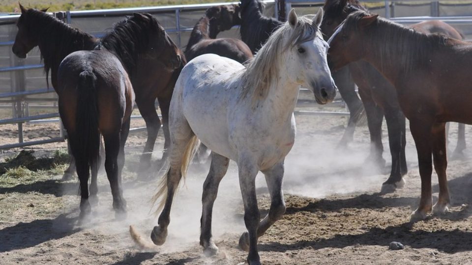 29395244170_b29668617b_c