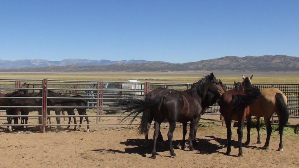 30813145978_921516ddf5_k