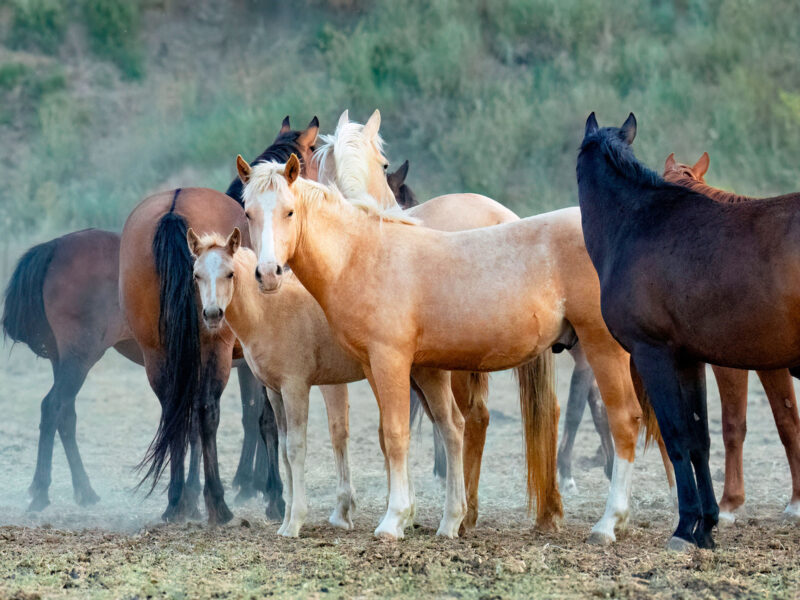 Mares, foals and weanlings