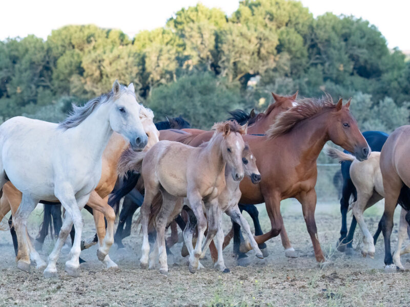 Mares, foals and weanlings