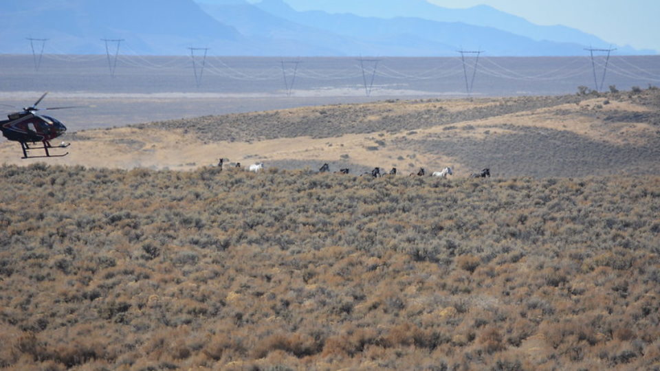 49057029178_623c5bcd31_c