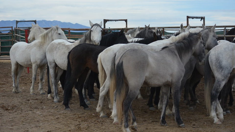 49066499653_6fbe964f6b_c