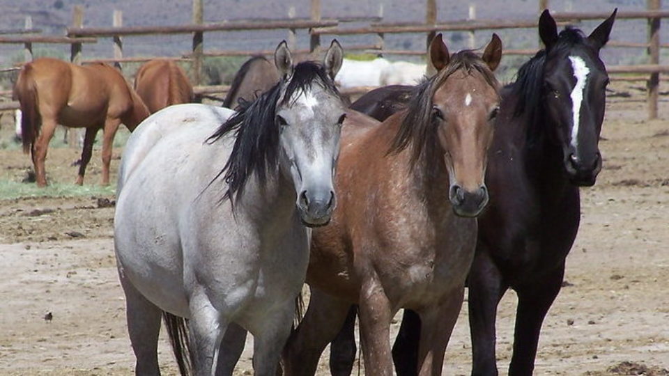 4951259749_92a468f2e2_c