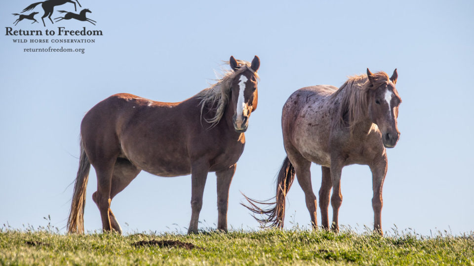 49864187458_fdc7d61178_k