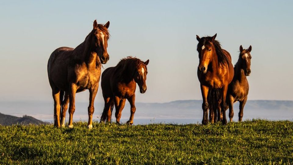 49864734511_3f391f7306_c