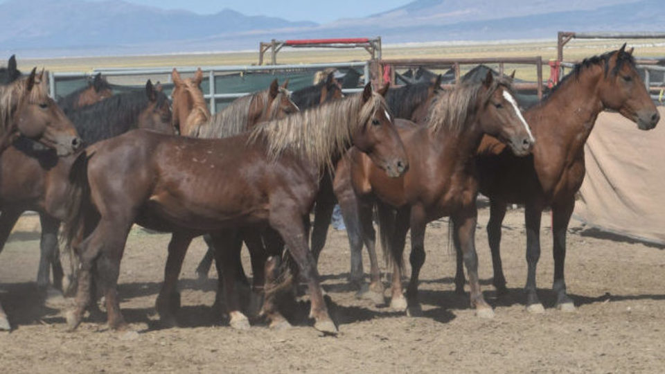 50331715478_ee4c57a8e1_k