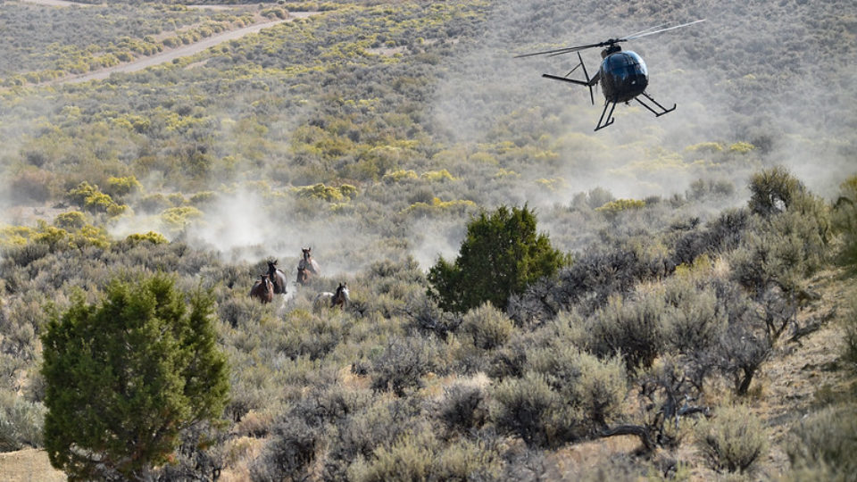 50350577853_81d91986cd_c