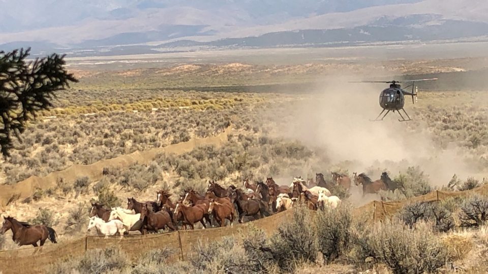 50351399232_f8fc3ff364_k