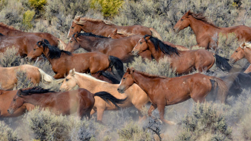 50351429427_d4a48c1210_k