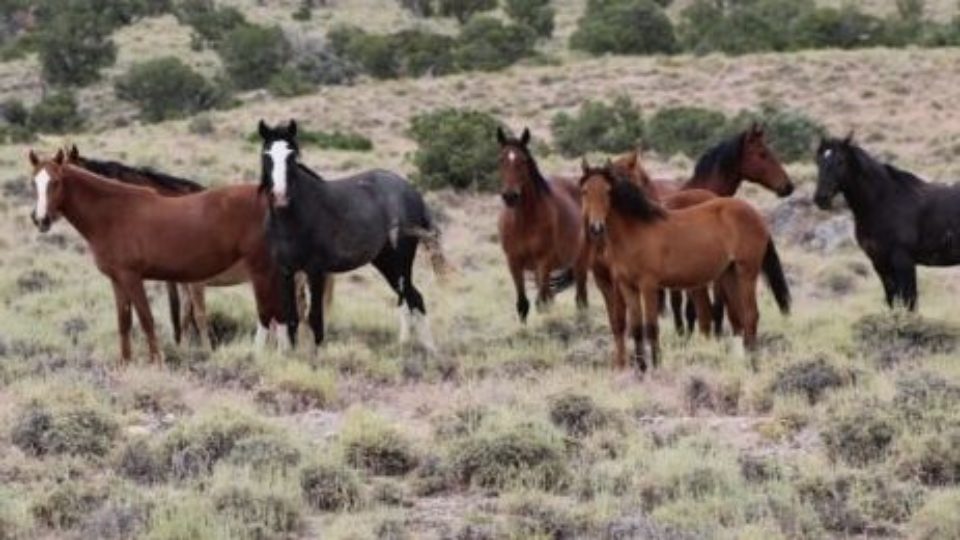 50570978837_02672c025d_o