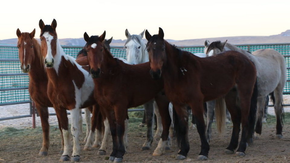 50857312272_b66ff64377_c