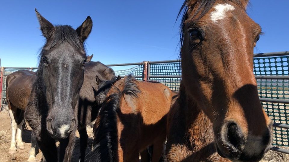 50916143623_04a5ba95df_c