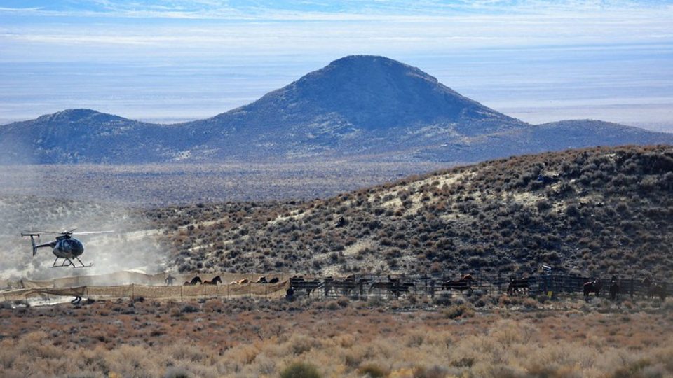 50920029703_204699f365_c