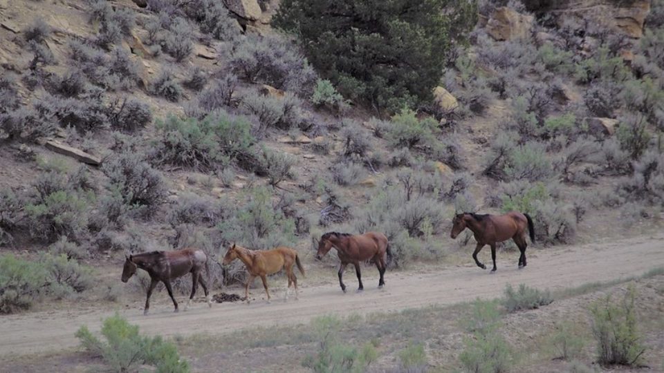 51340412519_3f68edf1a6_c