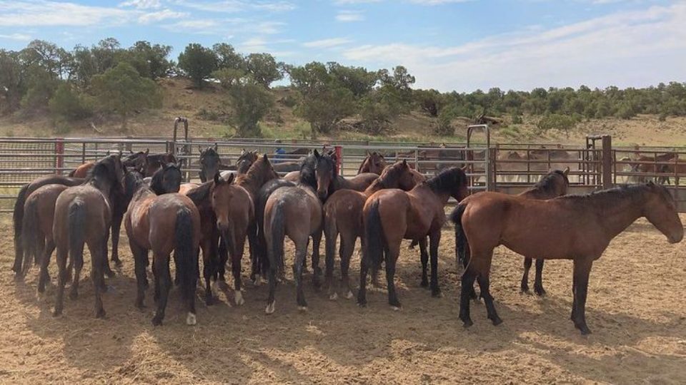 51342457749_f5878be405_c