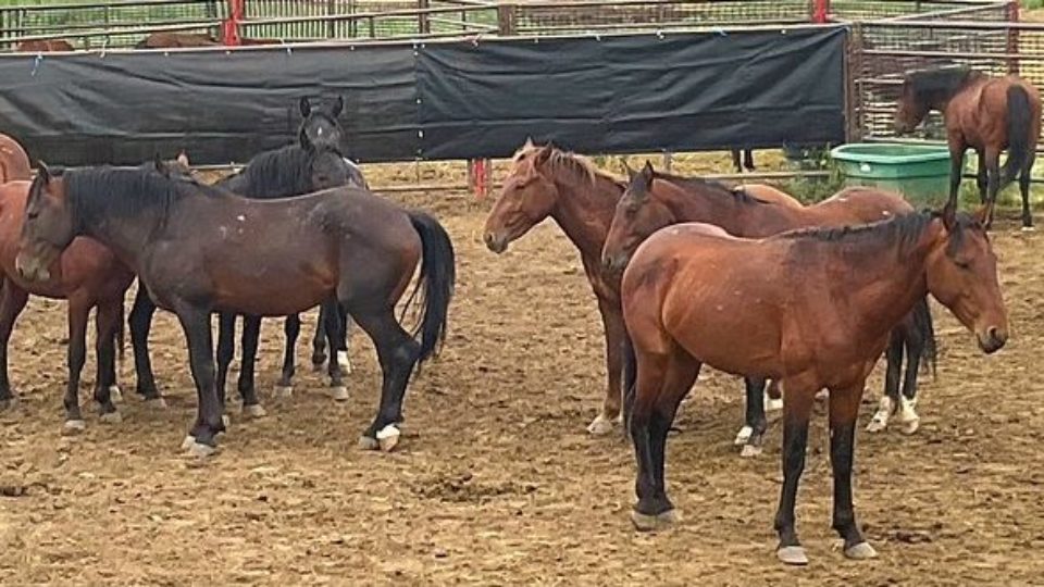 51345494316_5916024d72_c