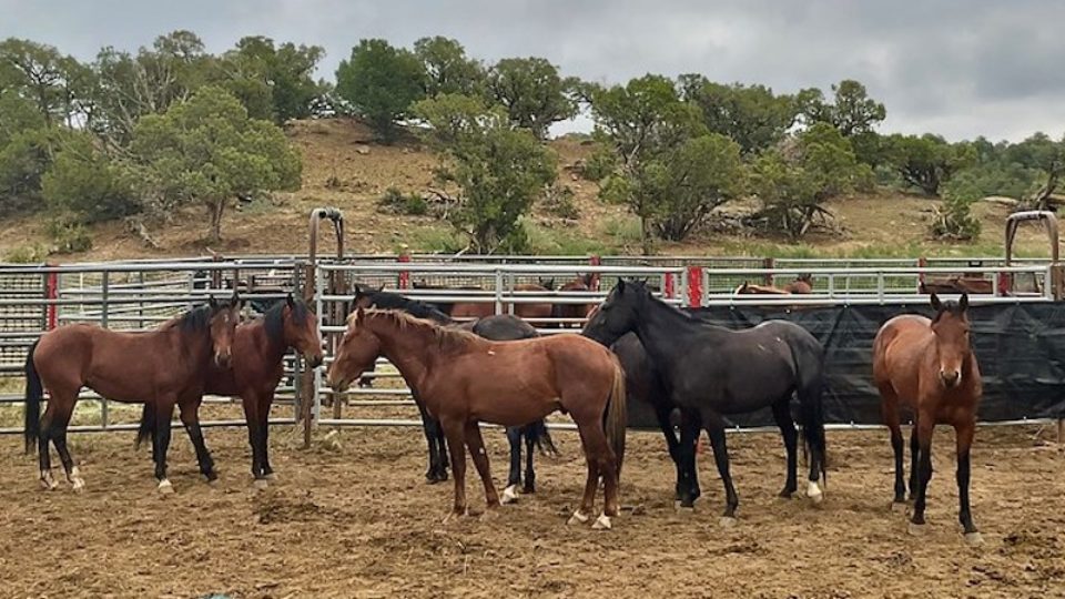 51355251083_2f26033b59_c