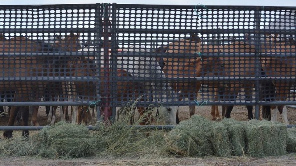 51360993525_79681e401a_c