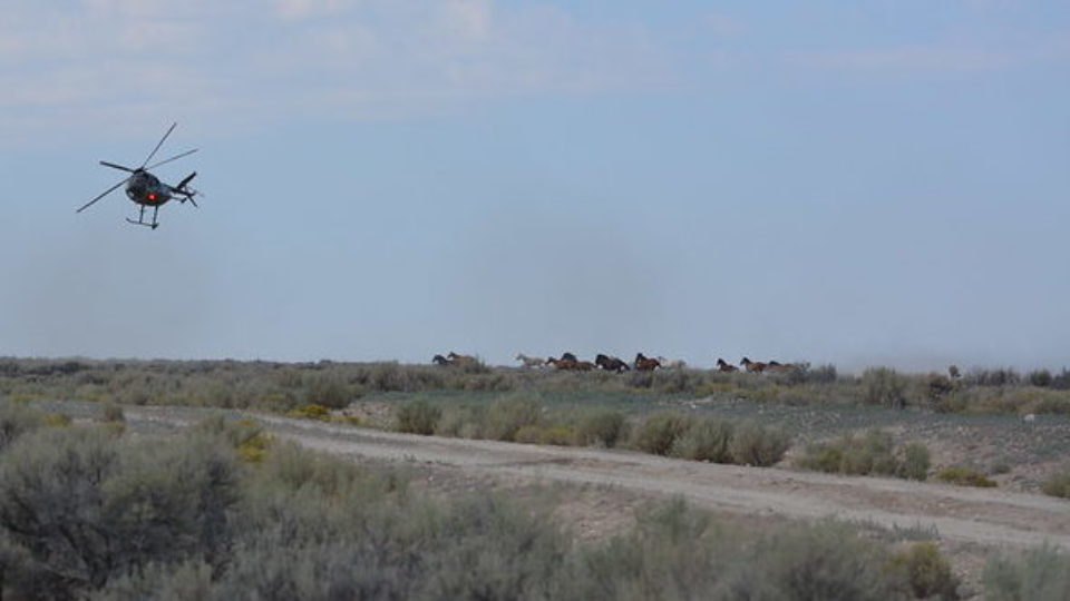 51360995480_1e7da526ba_c