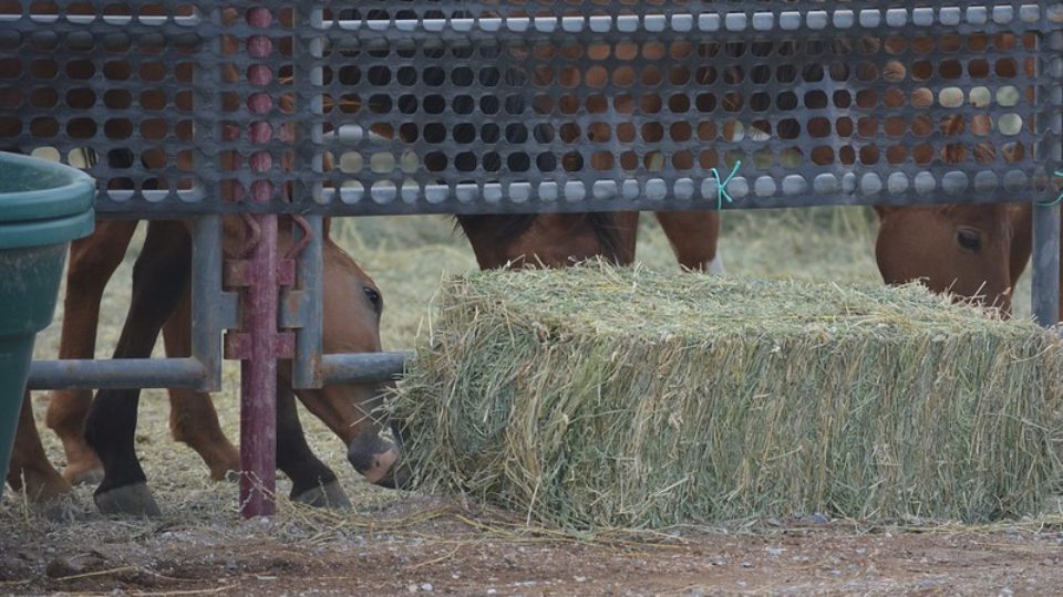 51360997740_d5d4e1ee34_c