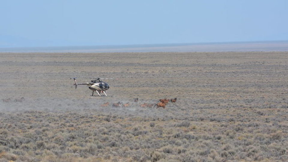 51376604956_5129990263_c