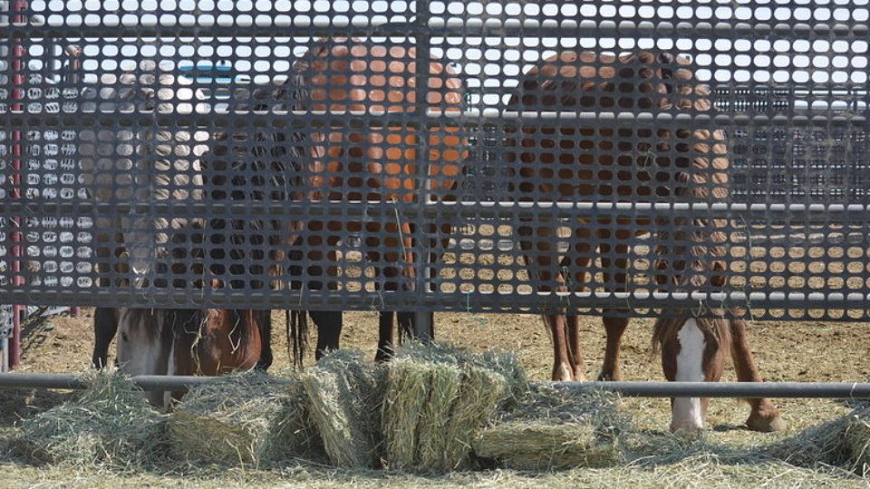 51377314874_d5a80bceeb_c