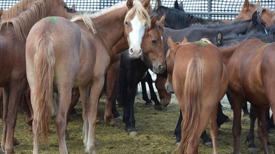 51377323439_5fdd6d04fb_c