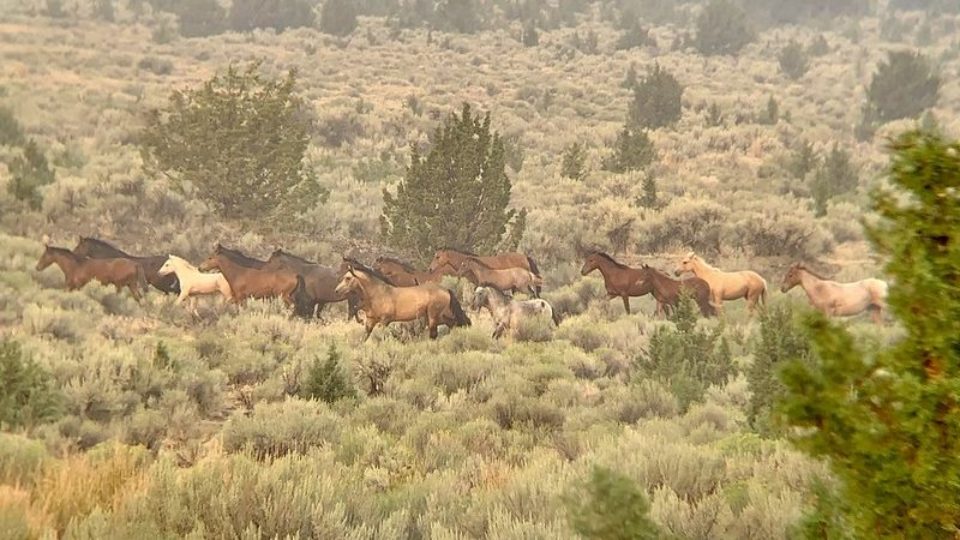 51385580329_57913f4283_c