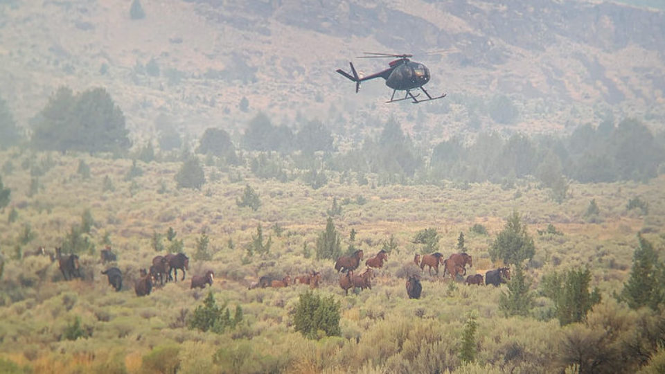 51385850030_7954a9d3de_c