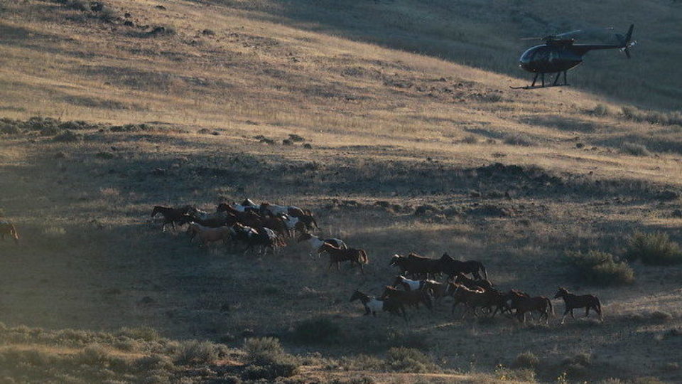 51477397454_04e17e1426_c