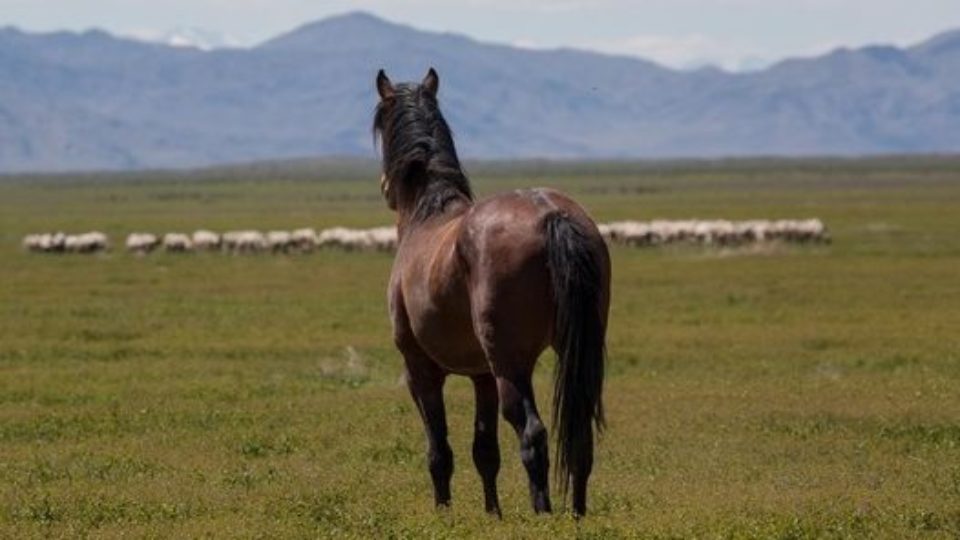 57503888_2395610093995473_6553041210796146688_n