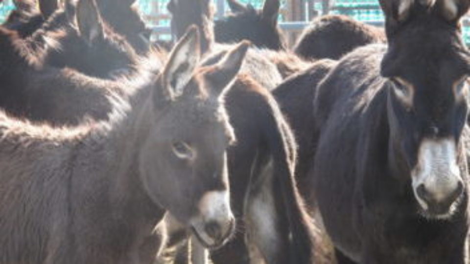 6964766719_418c184cd9_k