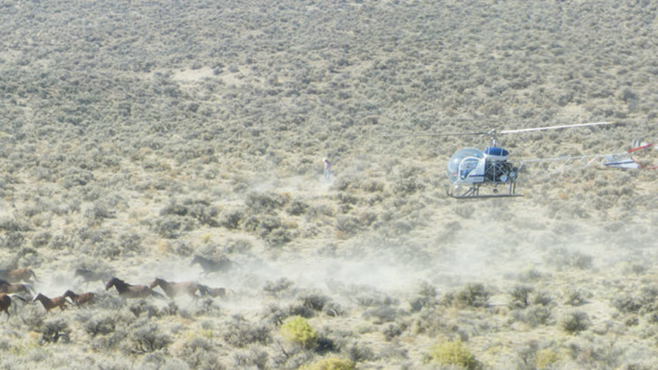 Paisley Desert Wild Horse Gather