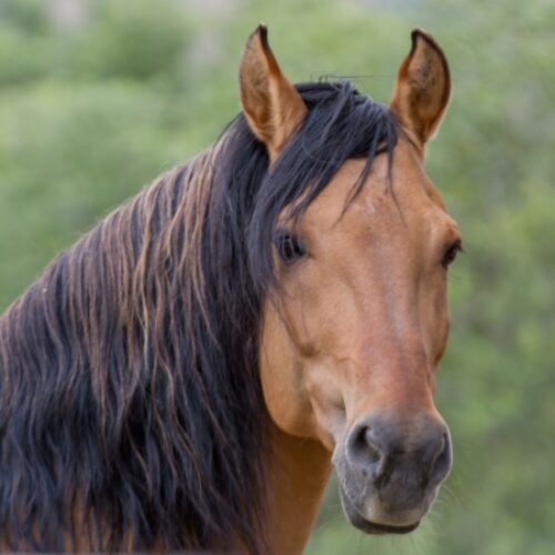 Spirit: An American Icon