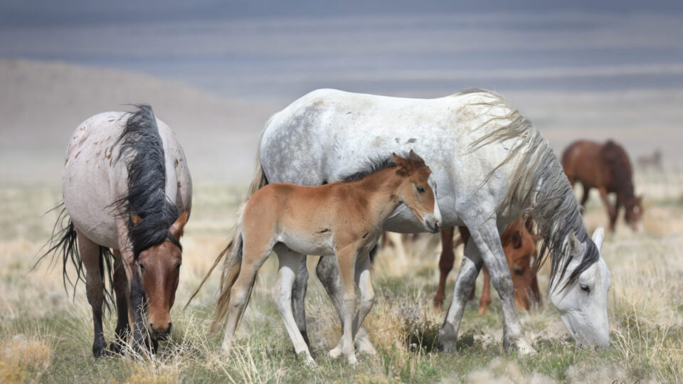 AK3A50431- Olivia, Bay filly daughter and roan mare 2021