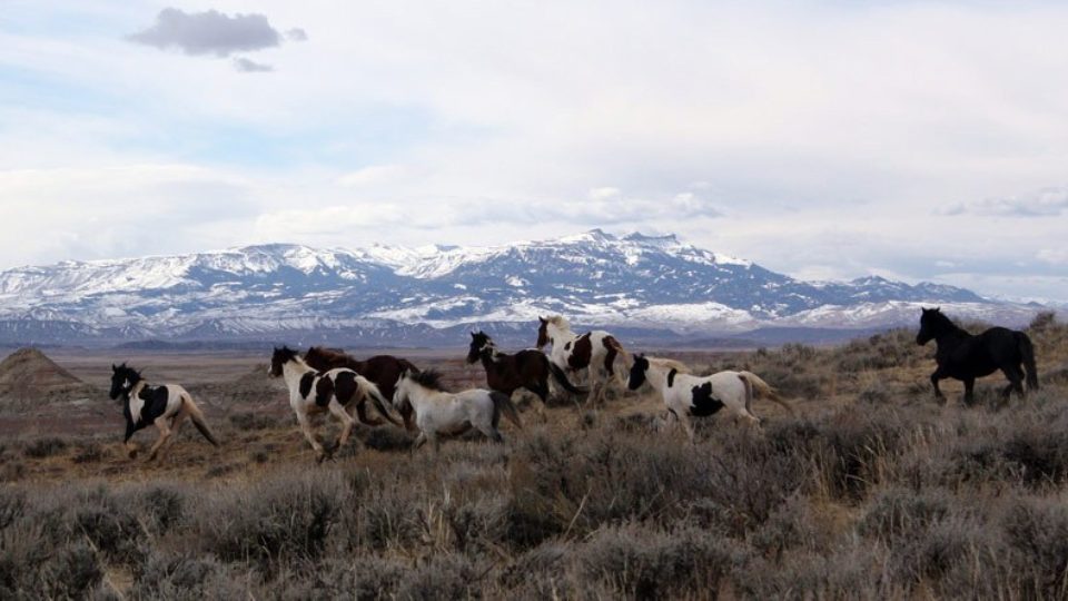 BLM-wild-wyoming