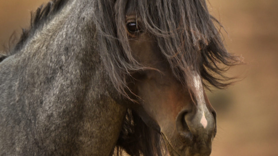 Barack by Tony Stromberg- 060716_6923B