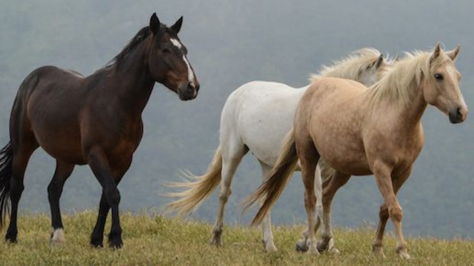 Christo, Wyntre and Grey Mare- P. Ianes 2019 copy