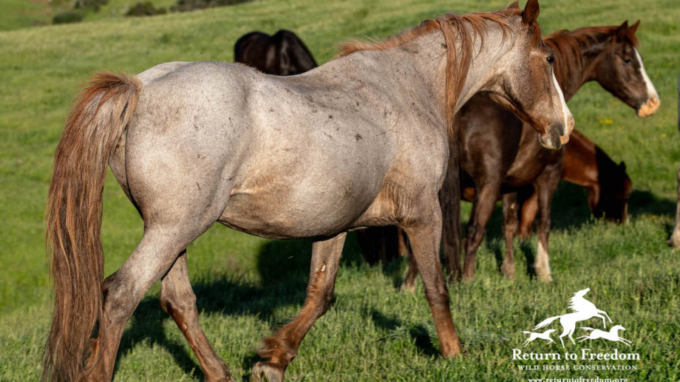 DHofstetter_20200425_1023