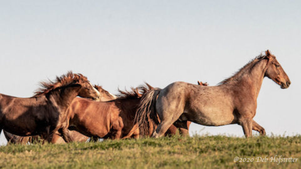 DHofstetter_20200425_1036-2 600