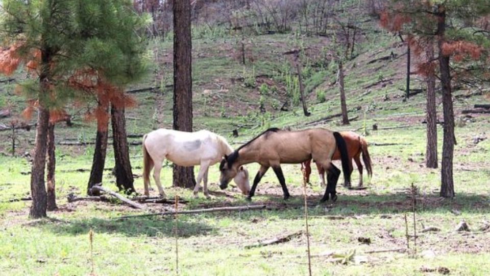 FS_Pic_apache_sitgreaves_wild_horses_t715