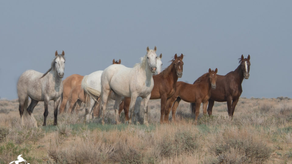Familyband sand wash – meg f