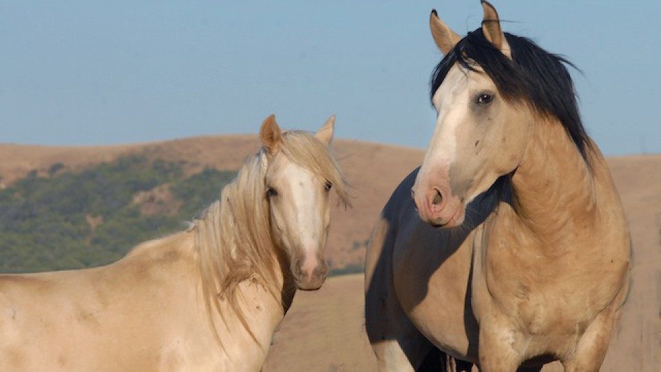 Hopi_Maka_Zi_Cleaned-960×540