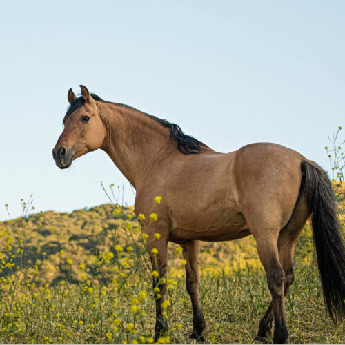 Spirit: An American Icon