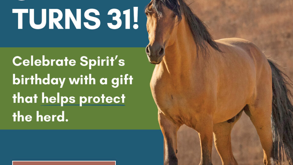 June26_Sprit_Hero_email1