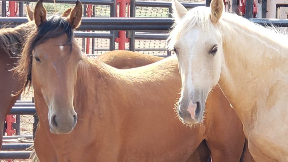 Nevada_Red_Rock_HMA_2Mares copy